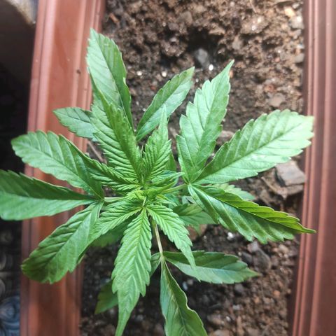 Maria Joana growlog photo: 10cm de altura pq as folhas do topo estavam para cima, 17cmX17cm largura.