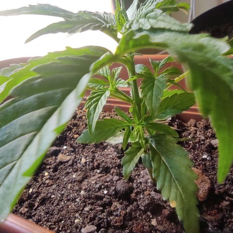 Maria Joana growlog photo: 10cm de altura pq as folhas do topo estavam para cima, 17cmX17cm largura.
