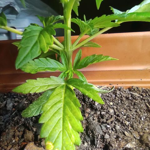 Maria Joana growlog photo: 10cm de altura pq as folhas do topo estavam para cima, 17cmX17cm largura.