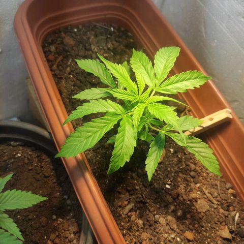 Maria Joana growlog timeline photo