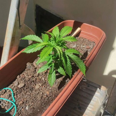 Maria Joana growlog timeline photo