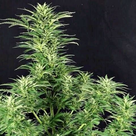 Maria Joana growlog timeline photo