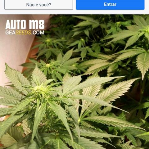 Maria Joana growlog timeline photo