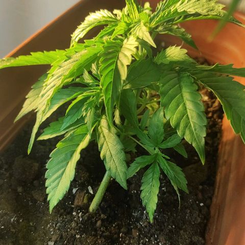 Maria Joana growlog timeline photo