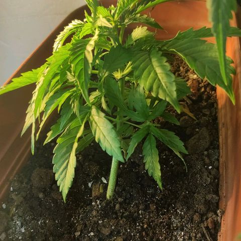 Maria Joana growlog timeline photo