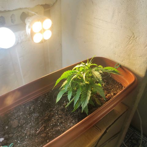 Maria Joana growlog timeline photo