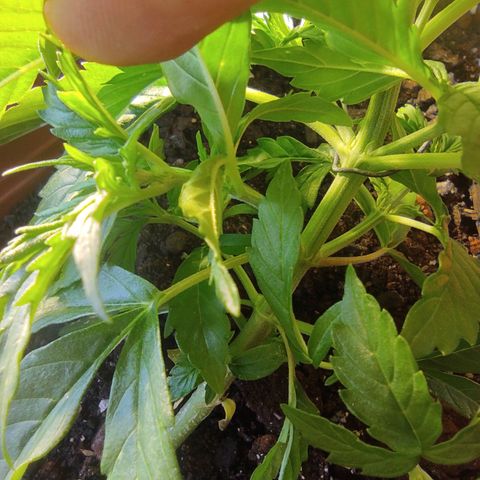 Maria Joana growlog timeline photo