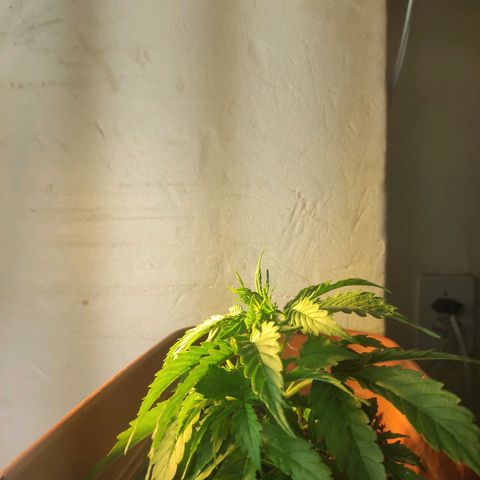Maria Joana growlog timeline photo