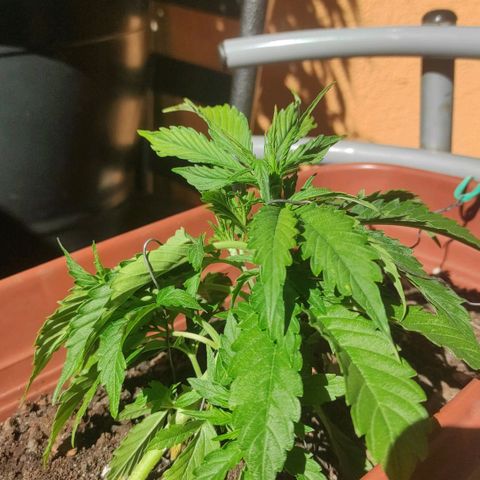 Maria Joana growlog timeline photo