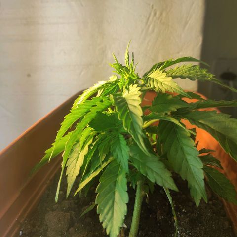 Maria Joana growlog timeline photo