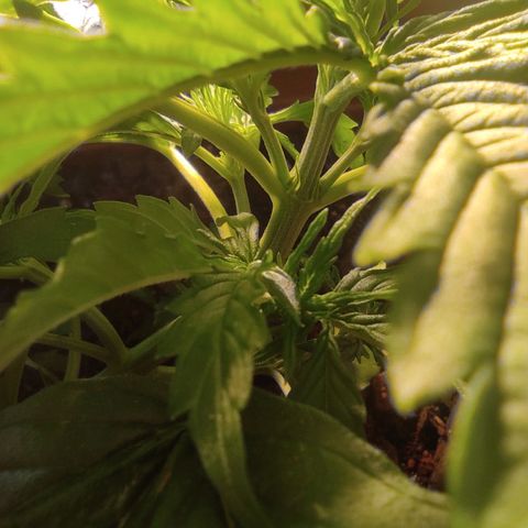 Maria Joana growlog timeline photo