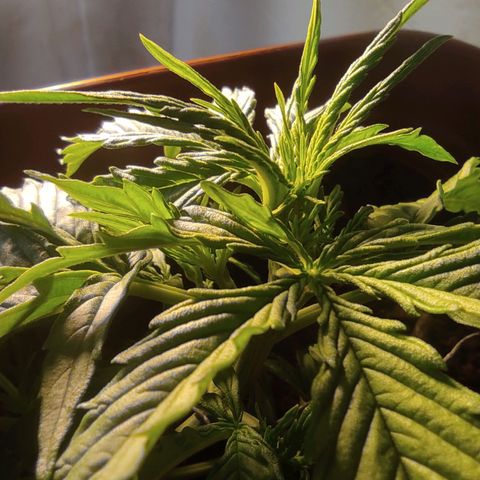 Maria Joana growlog timeline photo
