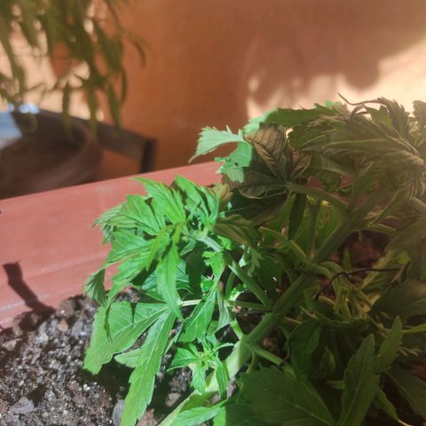 Maria Joana growlog timeline photo