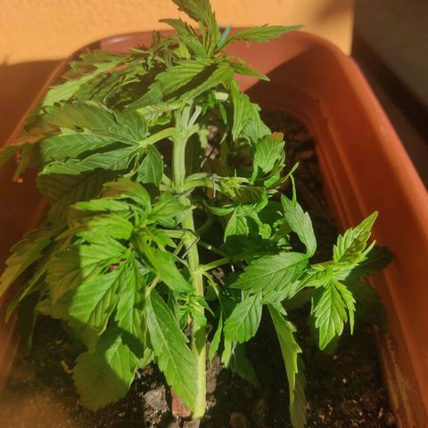 Maria Joana growlog timeline photo