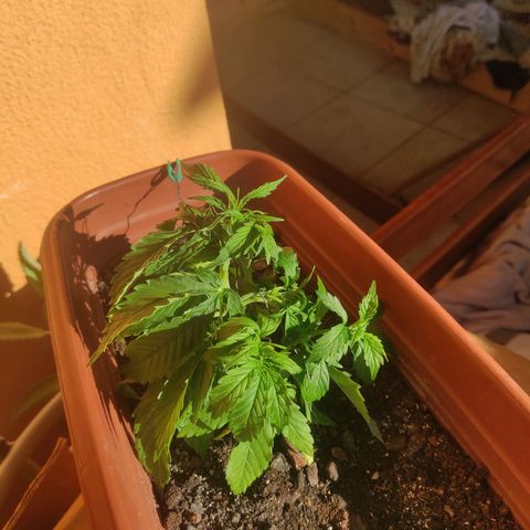 Maria Joana growlog timeline photo
