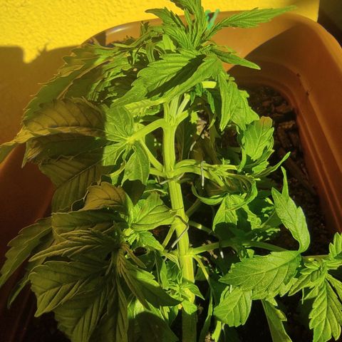 Maria Joana growlog timeline photo