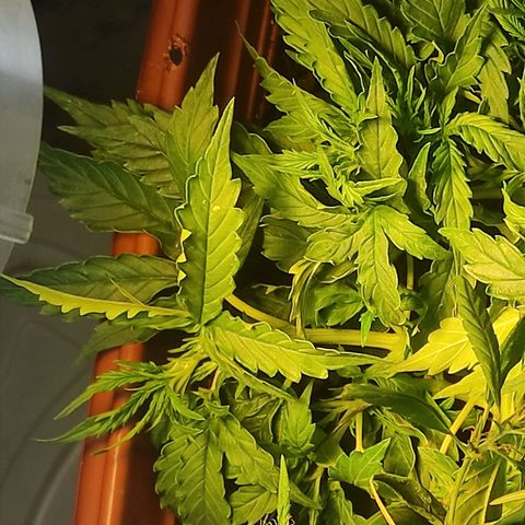 Maria Joana growlog timeline photo