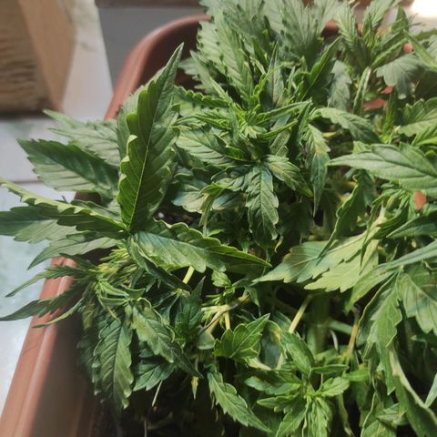 Maria Joana growlog timeline photo
