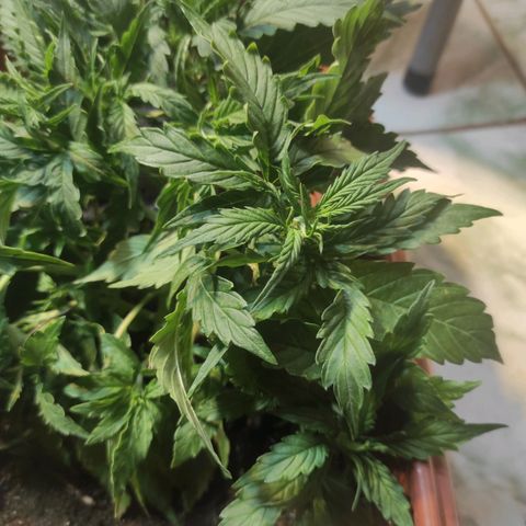 Maria Joana growlog timeline photo