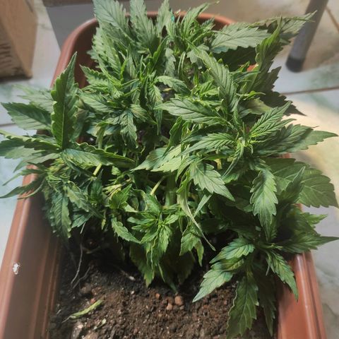 Maria Joana growlog timeline photo