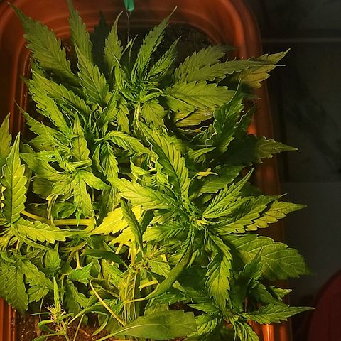 Maria Joana growlog timeline photo