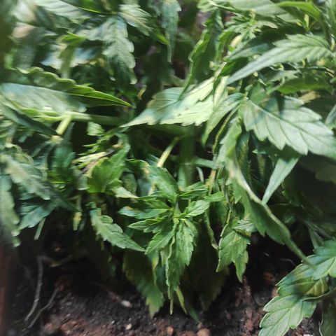 Maria Joana growlog timeline photo