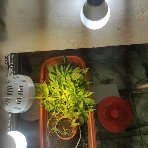 Maria Joana growlog timeline photo