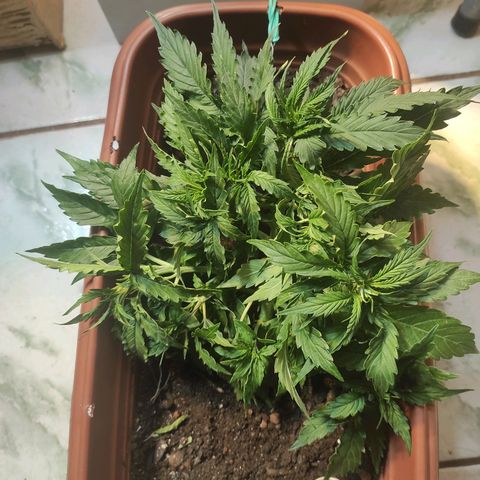 Maria Joana growlog timeline photo
