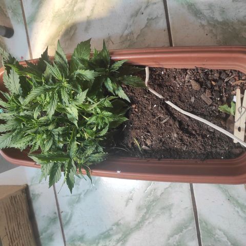 Maria Joana growlog timeline photo