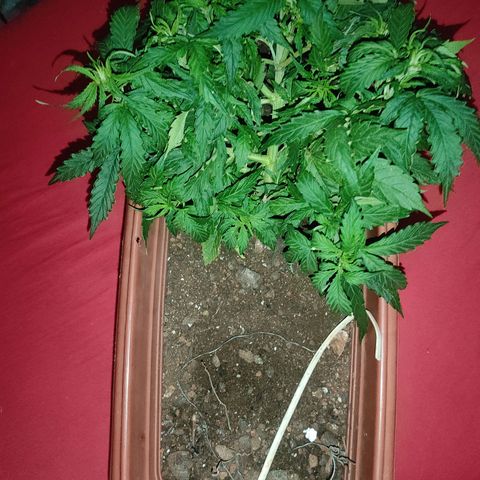 Maria Joana growlog photo: Começo da floração aaa