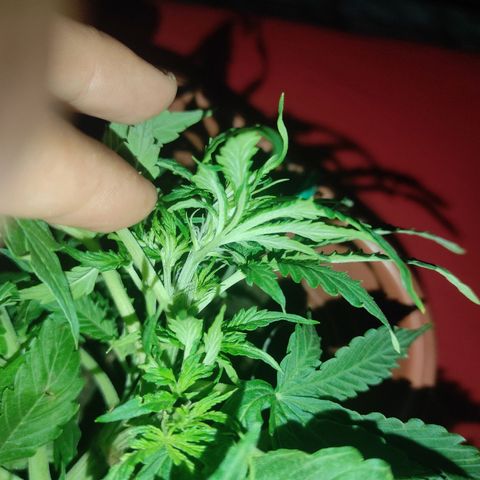 Maria Joana growlog photo: Começo da floração aaa