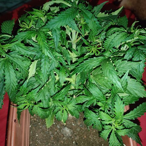 Maria Joana growlog photo: Começo da floração aaa