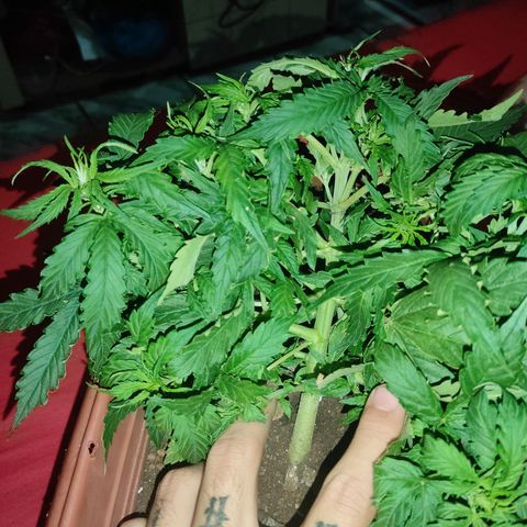 Maria Joana growlog photo: Começo da floração aaa