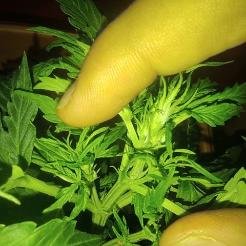 Maria Joana growlog photo: Começo da floração aaa