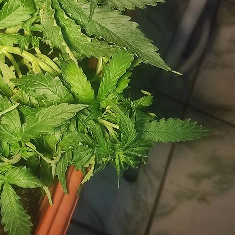 Maria Joana growlog timeline photo