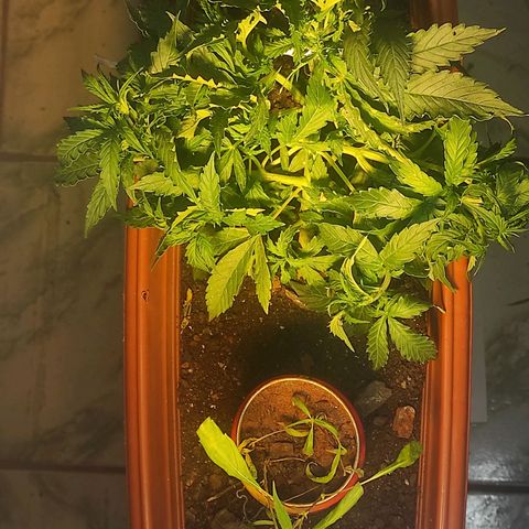 Maria Joana growlog timeline photo