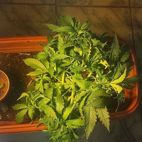 Maria Joana growlog timeline photo