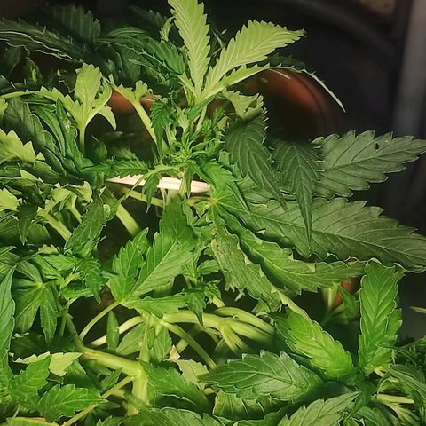 Maria Joana growlog timeline photo