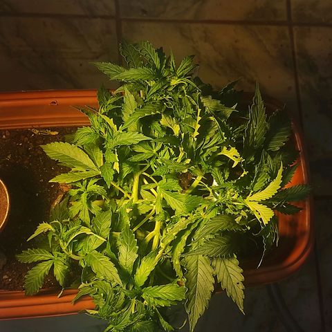 Maria Joana growlog timeline photo