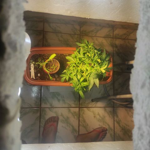 Maria Joana growlog timeline photo