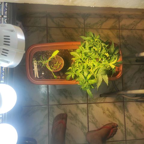 Maria Joana growlog timeline photo