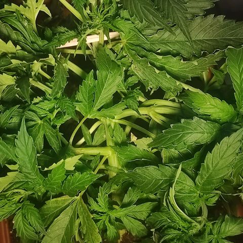 Maria Joana growlog timeline photo