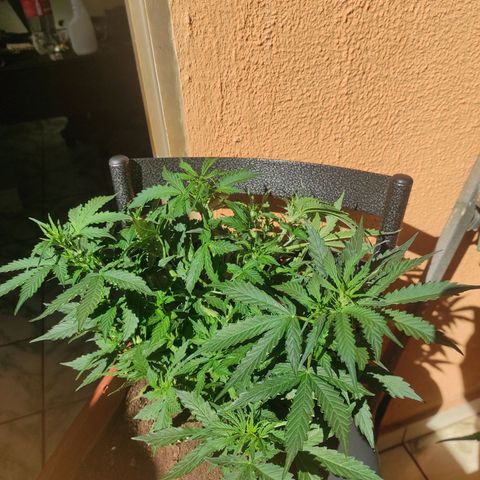 Maria Joana growlog photo: 30cm de altura, pestilos e brotos começaram a sair a uns há uns 4 dias.