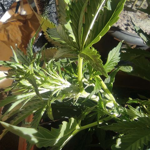 Maria Joana growlog photo: 30cm de altura, pestilos e brotos começaram a sair a uns há uns 4 dias.