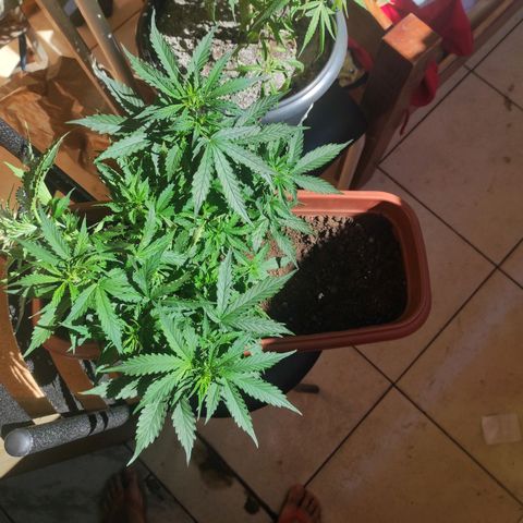 Maria Joana growlog photo: 30cm de altura, pestilos e brotos começaram a sair a uns há uns 4 dias.