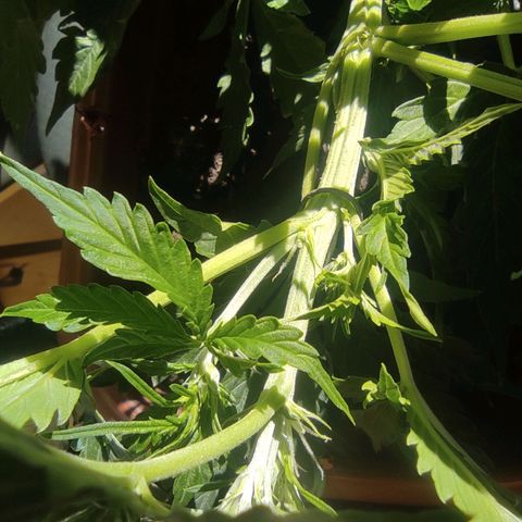 Maria Joana growlog photo: 30cm de altura, pestilos e brotos começaram a sair a uns há uns 4 dias.
