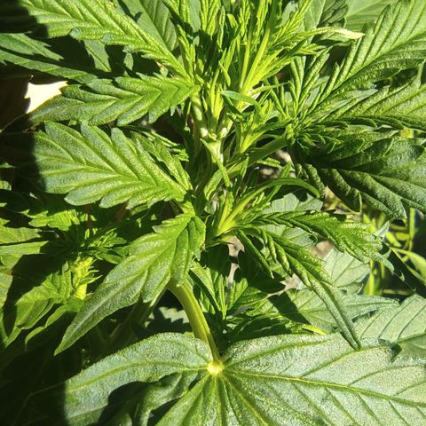 Maria Joana growlog photo: 30cm de altura, pestilos e brotos começaram a sair a uns há uns 4 dias.
