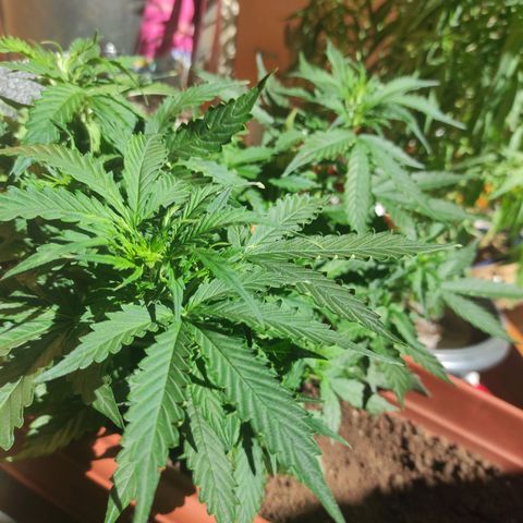 Maria Joana growlog photo: 30cm de altura, pestilos e brotos começaram a sair a uns há uns 4 dias.