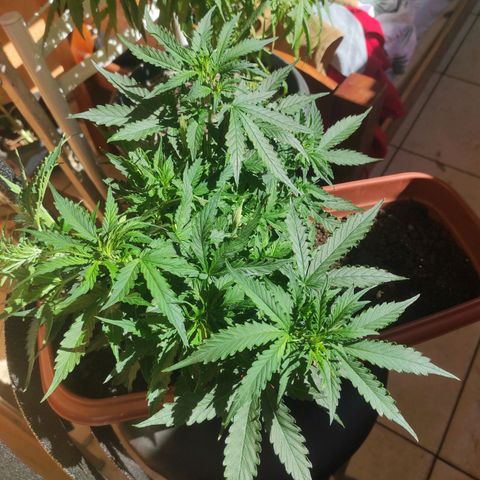 Maria Joana growlog photo: 30cm de altura, pestilos e brotos começaram a sair a uns há uns 4 dias.