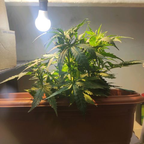 Maria Joana growlog timeline photo